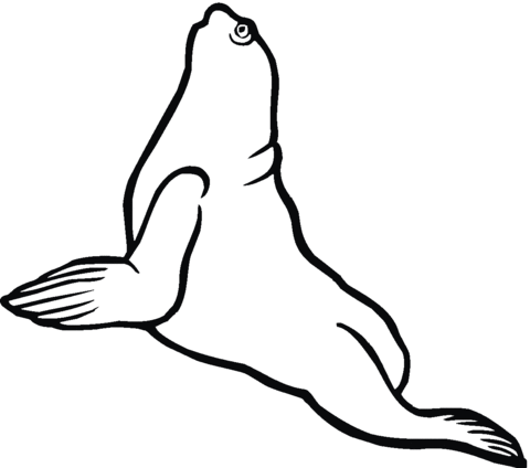 Sea Lion 8 Coloring Page